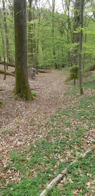 Vorher: Waldboden am Hang vor dem Wegebau